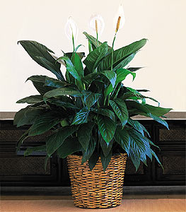  Ankara Akyurt iek online iek siparii  Large Spathiphyllum