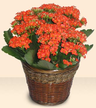  Ankara Akyurt iek servisi , ieki adresleri  Large Kalanchoe in Basket