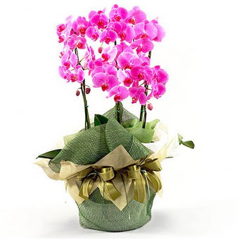  Ankara Akyurt hediye iek yolla  2 dal orkide , 2 kkl orkide - saksi iegidir