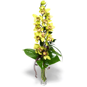  Ankara Akyurt iek yolla  1 dal orkide iegi - cam vazo ierisinde -