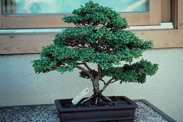 ithal bonsai saksi iegi  Ankara Akyurt 14 ubat sevgililer gn iek 