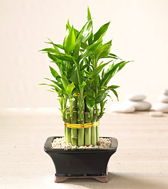 Lucky Bamboo saksi iegi  Ankara Akyurt internetten iek sat 