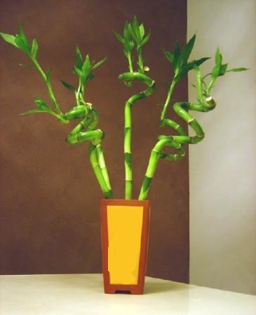 Lucky Bamboo 5 adet vazo ierisinde  Ankara Akyurt internetten iek sat 