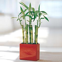 Lucky Bamboo sans melegi iegi  Ankara Akyurt yurtii ve yurtd iek siparii 