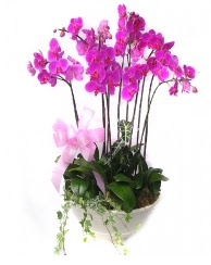 9 dal orkide saks iei  Ankara Akyurt gvenli kaliteli hzl iek 