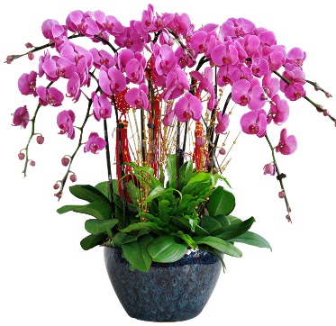 9 dall mor orkide  Ankara Akyurt 14 ubat sevgililer gn iek 