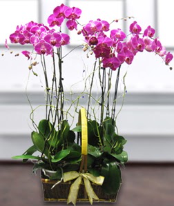 4 dall mor orkide  Ankara Akyurt gvenli kaliteli hzl iek 