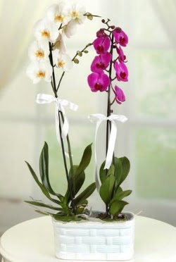 1 mor 1 dal beyaz thal orkide sepet ierisinde  Ankara Akyurt iek maazas , ieki adresleri 