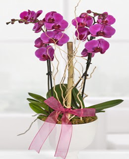 2 dall nmor orkide  Ankara Akyurt anneler gn iek yolla 