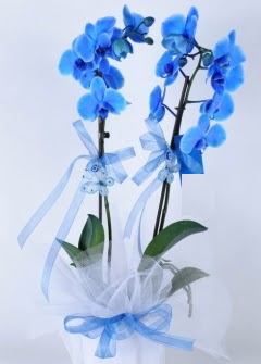 2 dall mavi orkide  Ankara Akyurt internetten iek sat 