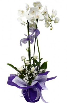 2 dall beyaz orkide 5 adet beyaz gl  Ankara Akyurt ieki maazas 