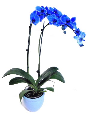 Seramikli 2 dall sper esiz mavi orkide  Ankara Akyurt iek servisi , ieki adresleri 