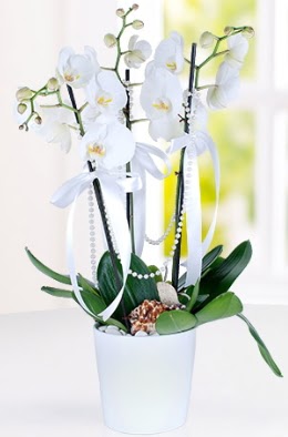 3 dall beyaz orkide  Ankara Akyurt iek yolla  