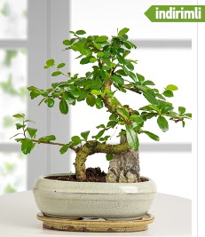S eklinde ithal gerek bonsai japon aac  Ankara Akyurt internetten iek sat 