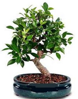 5 yanda japon aac bonsai bitkisi  Ankara Akyurt anneler gn iek yolla 