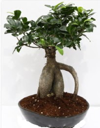 5 yanda japon aac bonsai bitkisi  Ankara Akyurt internetten iek sat 