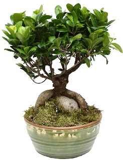 Japon aac bonsai saks bitkisi  Ankara Akyurt hediye iek yolla 