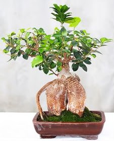Japon aac bonsai saks bitkisi  Ankara Akyurt ucuz iek gnder 