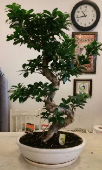 100 cm yksekliinde dev bonsai japon aac  Ankara Akyurt hediye iek yolla 