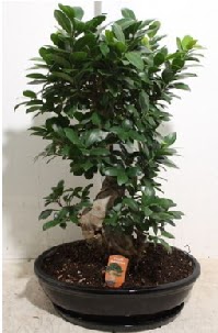 75 CM Ginseng bonsai Japon aac  Ankara Akyurt nternetten iek siparii 