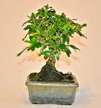 Zelco bonsai saks bitkisi  Ankara Akyurt iek servisi , ieki adresleri 