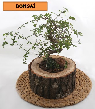 Doal aa ktk ierisinde bonsai bitkisi  Ankara Akyurt iek gnderme sitemiz gvenlidir 