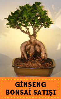 Ginseng bonsai sat japon aac  Ankara Akyurt cicek , cicekci 