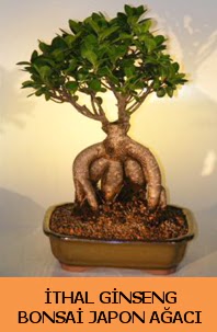 thal japon aac ginseng bonsai sat  Ankara Akyurt hediye iek yolla 