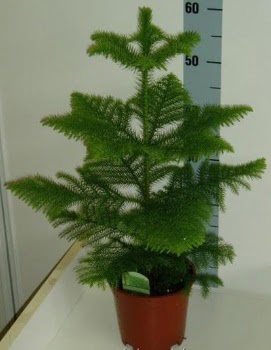 60 cm Salon am araucaria heterophylla  Ankara Akyurt iek gnderme 