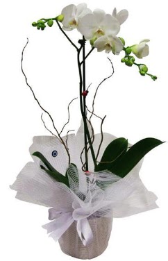 Tek dall beyaz orkide  Ankara Akyurt cicek , cicekci  