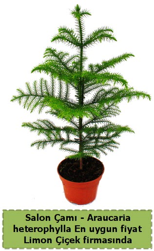 Araucaria heterophylla Salon am tek dall  Ankara Akyurt iek sat 