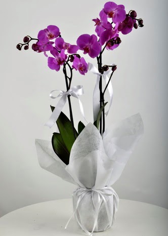 ift dall saksda mor orkide iei  Ankara Akyurt iek siparii vermek 