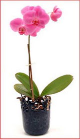  Ankara Akyurt iek maazas , ieki adresleri  Phalaenopsis Orchid Plant