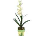 zel Yapay Orkide Beyaz   Ankara Akyurt online ieki , iek siparii 