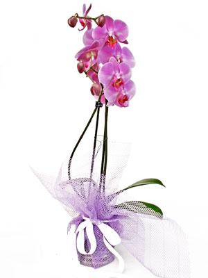  Ankara Akyurt anneler gn iek yolla  Kaliteli ithal saksida orkide