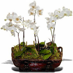  Ankara Akyurt iek , ieki , iekilik  Sepet ierisinde saksi canli 3 adet orkide