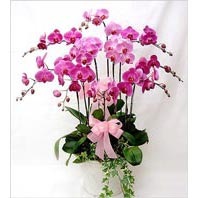  Ankara Akyurt cicekciler , cicek siparisi  3 adet saksi orkide  - ithal cins -