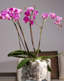  Ankara Akyurt iek siparii sitesi  2 dal orkide cam yada mika vazo ierisinde