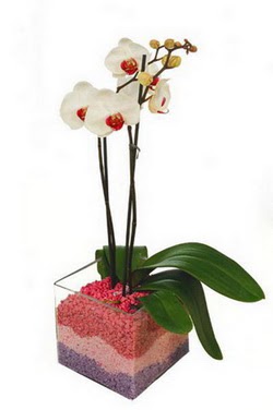  Ankara Akyurt uluslararas iek gnderme  tek dal cam yada mika vazo ierisinde orkide