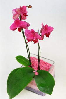  Ankara Akyurt ieki maazas  tek dal cam yada mika vazo ierisinde orkide