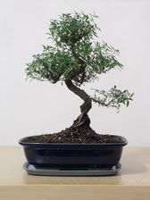 ithal bonsai saksi iegi  Ankara Akyurt iek siparii vermek 