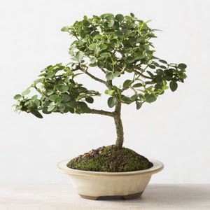 ithal bonsai saksi iegi  Ankara Akyurt iek online iek siparii 