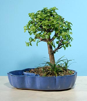 ithal bonsai saksi iegi  Ankara Akyurt iekiler 