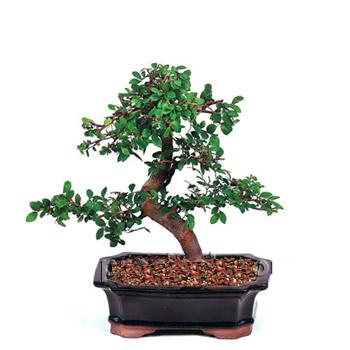 ithal bonsai saksi iegi  Ankara Akyurt iek siparii vermek 