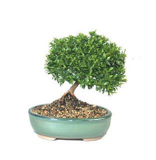 ithal bonsai saksi iegi  Ankara Akyurt cicekciler , cicek siparisi 
