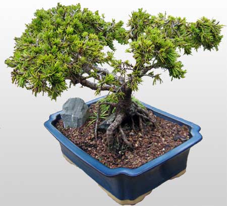 ithal bonsai saksi iegi  Ankara Akyurt ieki maazas 