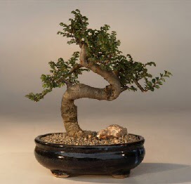 ithal bonsai saksi iegi  Ankara Akyurt 14 ubat sevgililer gn iek 