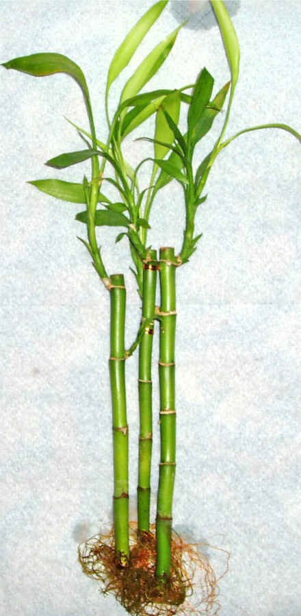Lucky Bamboo 3 adet vazo hediye edilir   Ankara Akyurt cicek , cicekci 