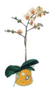  Ankara Akyurt online iek gnderme sipari  Phalaenopsis Orkide ithal kalite
