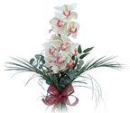  Ankara Akyurt iek siparii sitesi  Dal orkide ithal iyi kalite
